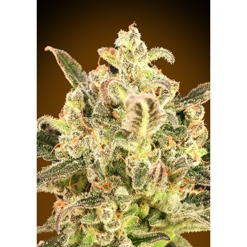 Auto Biodiesel Mass XXL · Advanced Seeds · kenevir tohum - Disi · AutoFem