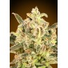 Auto Biodiesel Mass XXL · Advanced Seeds · kenevir tohum - Disi · AutoFem