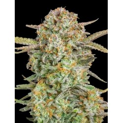 Auto Bruce Banner XXL · Advanced Seeds · cannabis seeds · AutoFem