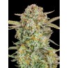 Auto Bruce Banner XXL · Advanced Seeds · cannabis seeds · AutoFem