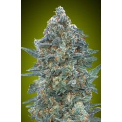 Auto Critical Lemon CBD · Advanced Seeds · cannabis seeds · AutoFem