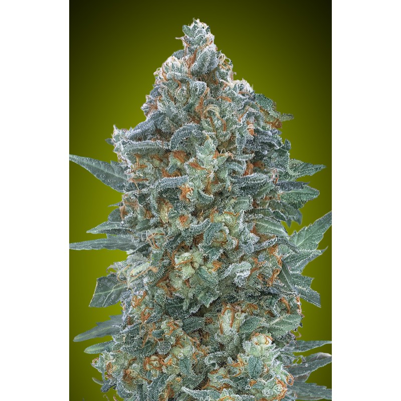 Auto Critical Lemon CBD · Advanced Seeds · cannabis seeds · AutoFem
