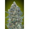 Auto Critical Lemon CBD · Advanced Seeds · kenevir tohum - Disi · AutoFem