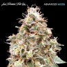 Auto Forbidden Fruit · Advanced Seeds · kenevir tohum - Disi · AutoFem