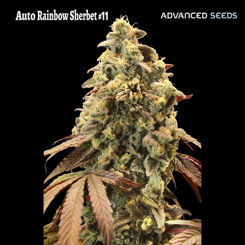 Auto Rainbow Sherbet 11 · Advanced Seeds · kenevir tohum - Disi · AutoFem