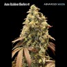 Auto Rainbow Sherbet 11 · Advanced Seeds · cannabis seeds · AutoFem