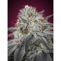 Auto Slurricane · Advanced Seeds · kenevir tohum - Disi · AutoFem