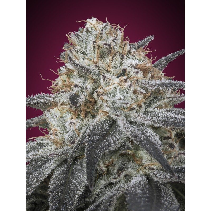 Auto Slurricane · Advanced Seeds · cannabis seeds · AutoFem