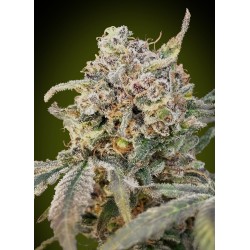 Auto Somango Glue · Advanced Seeds · cannabis seeds · AutoFem