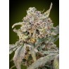 Auto Somango Glue · Advanced Seeds · cannabis seeds · AutoFem