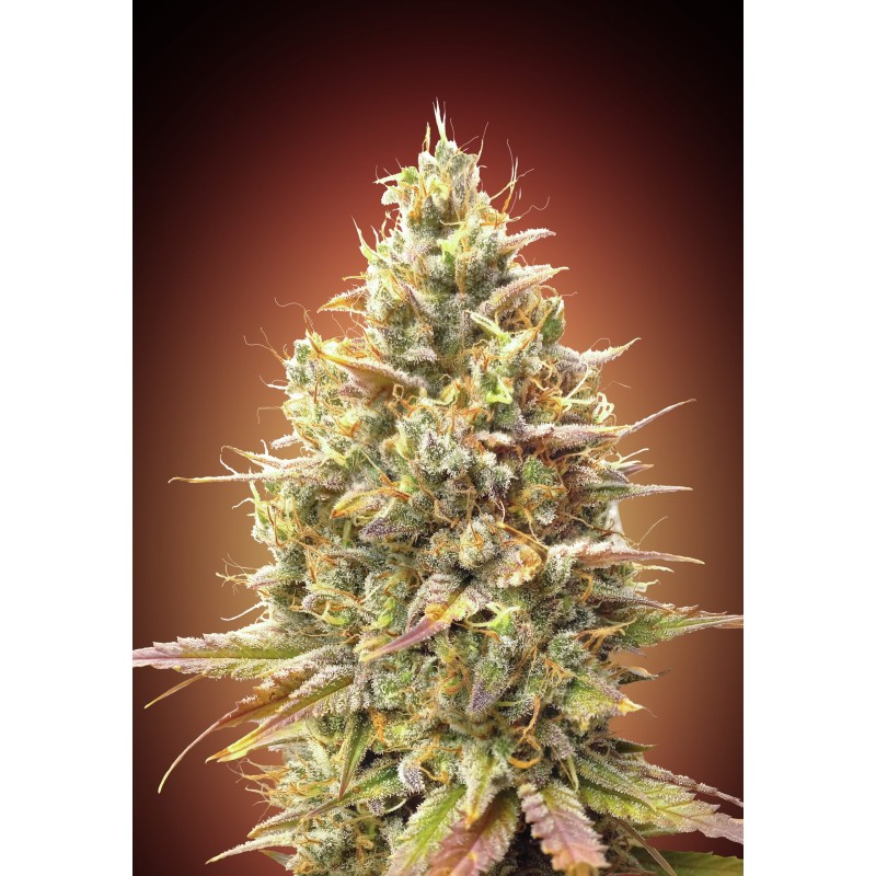 Auto Strawberry Banana · Advanced Seeds · kenevir tohum - Disi · AutoFem