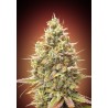 Auto Strawberry Banana · Advanced Seeds · kenevir tohum - Disi · AutoFem