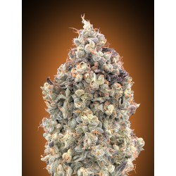 Auto Watermelon OG · Advanced Seeds · cannabis seeds · AutoFem
