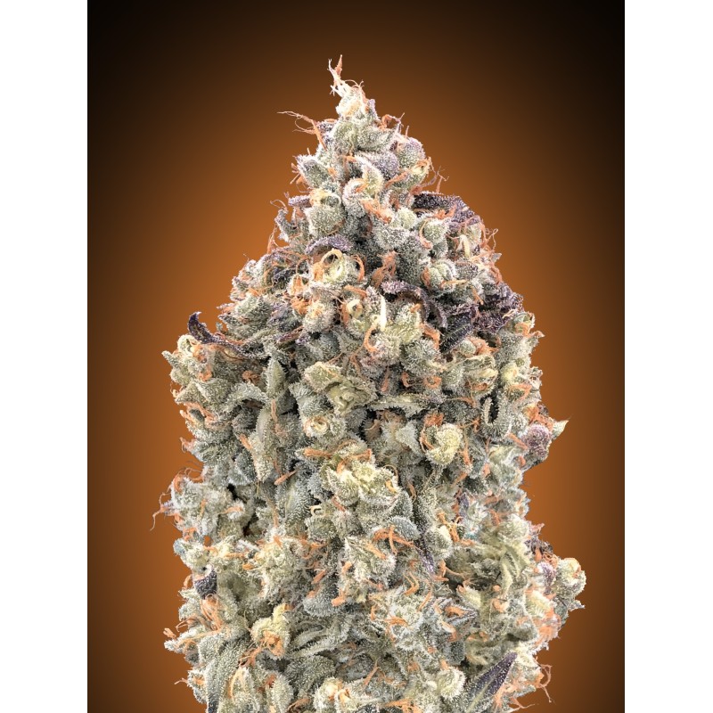 Auto Watermelon OG · Advanced Seeds · cannabis seeds · AutoFem