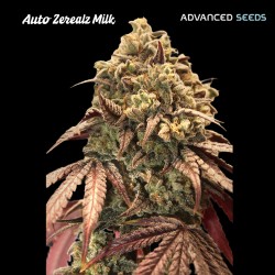 Auto Zerealz Milk · Advanced Seeds · kenevir tohum - Disi · AutoFem
