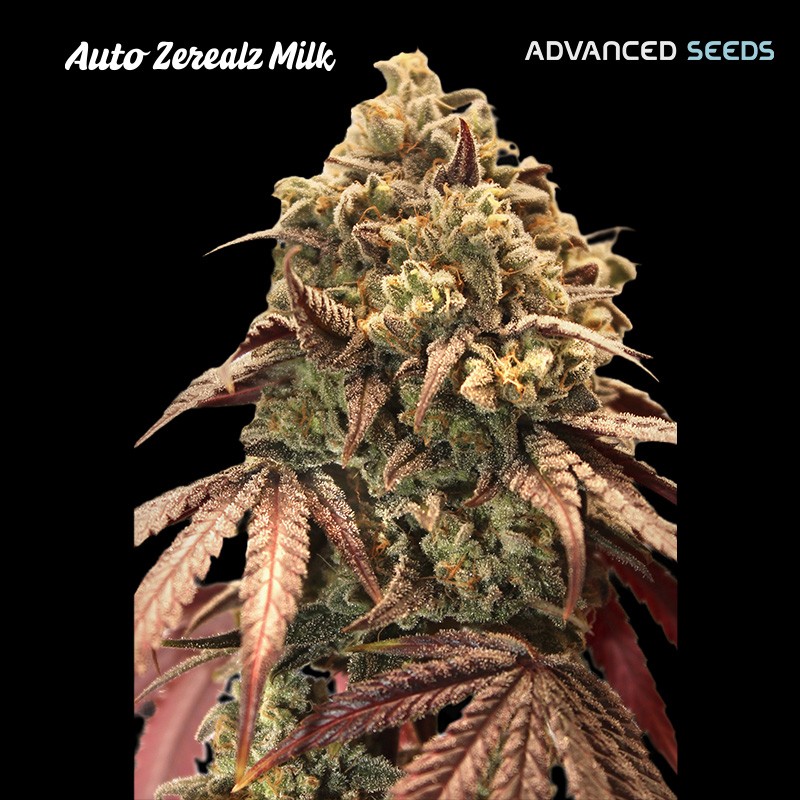 Auto Zerealz Milk · Advanced Seeds · cannabis seeds · AutoFem