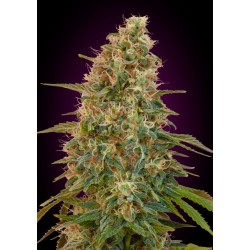 Auto Zkittlez · Advanced Seeds · cannabis seeds · AutoFem
