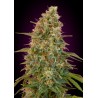 Auto Zkittlez · Advanced Seeds · cannabis seeds · AutoFem