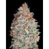 Banana Cookies · Advanced Seeds · kenevir tohum - disi · Fem