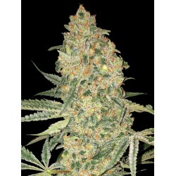 Bruce Banner · Advanced Seeds · cannabis seeds · Fem