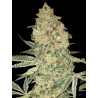 Bruce Banner · Advanced Seeds · cannabis seeds · Fem