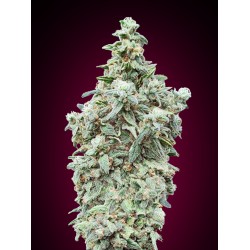 Cherry Pie · Advanced Seeds · cannabis seeds · Fem