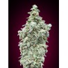 Cherry Pie · Advanced Seeds · kenevir tohum - disi · Fem