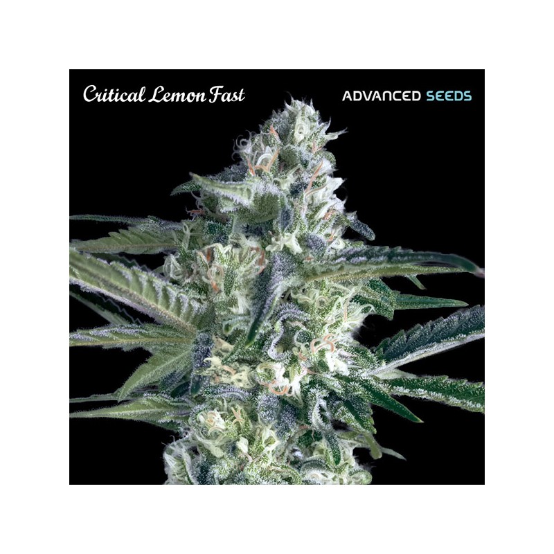 Critical Lemon Fast · Advanced Seeds · kenevir tohum - disi · Fem
