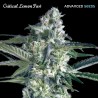 Critical Lemon Fast · Advanced Seeds · kenevir tohum - disi · Fem