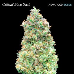Critical Mass Fast · Advanced Seeds · kenevir tohum - disi · Fem