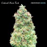 Critical Mass Fast · Advanced Seeds · kenevir tohum - disi · Fem