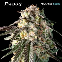 Fire DOG · Advanced Seeds · kenevir tohum - disi · Fem