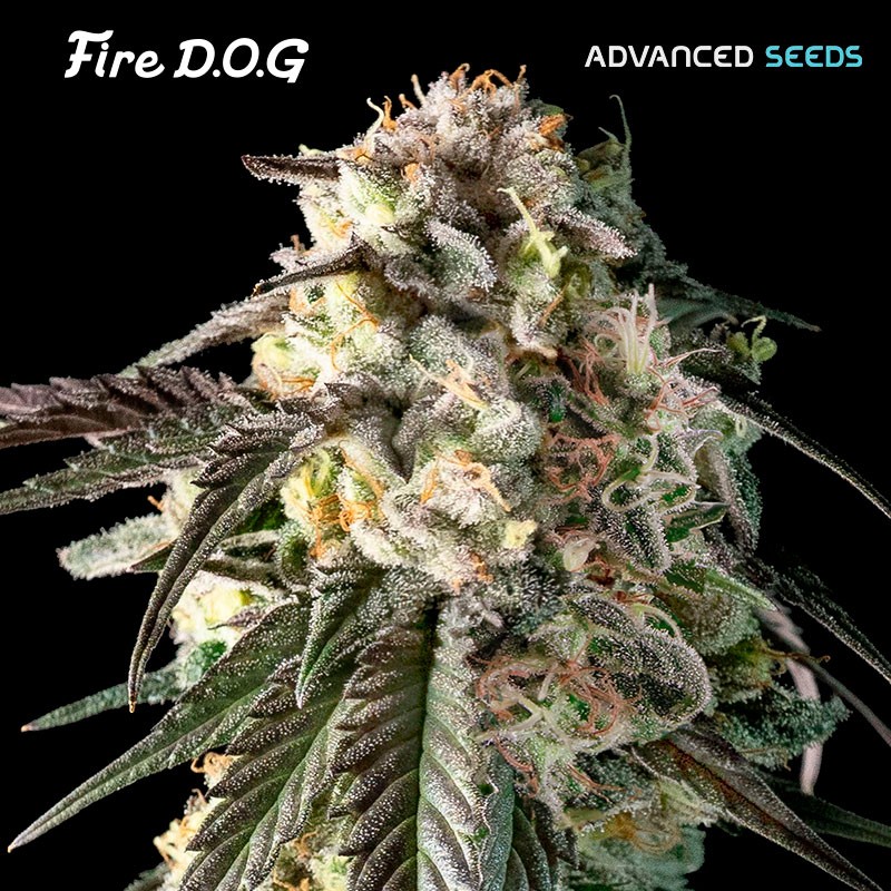 Fire DOG · Advanced Seeds · kenevir tohum - disi · Fem