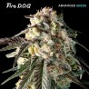 Fire DOG · Advanced Seeds · cannabis seeds · Fem