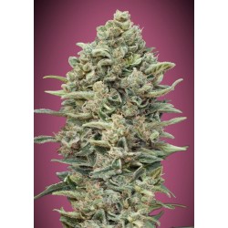 Gelato 33 Fast · Advanced Seeds · cannabis seeds · Fem