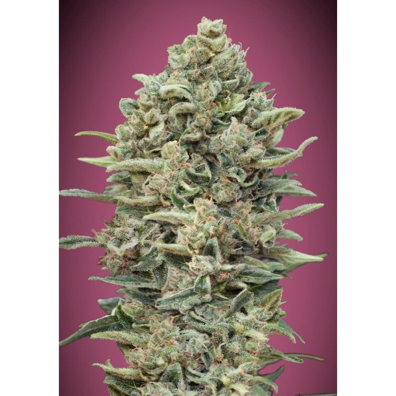 Gelato 33 Fast · Advanced Seeds · cannabis seeds · Fem