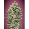 Gelato 33 Fast · Advanced Seeds · cannabis seeds · Fem