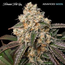 Forbidden Fruit Cake · Advanced Seeds · cannabis seeds · Fem
