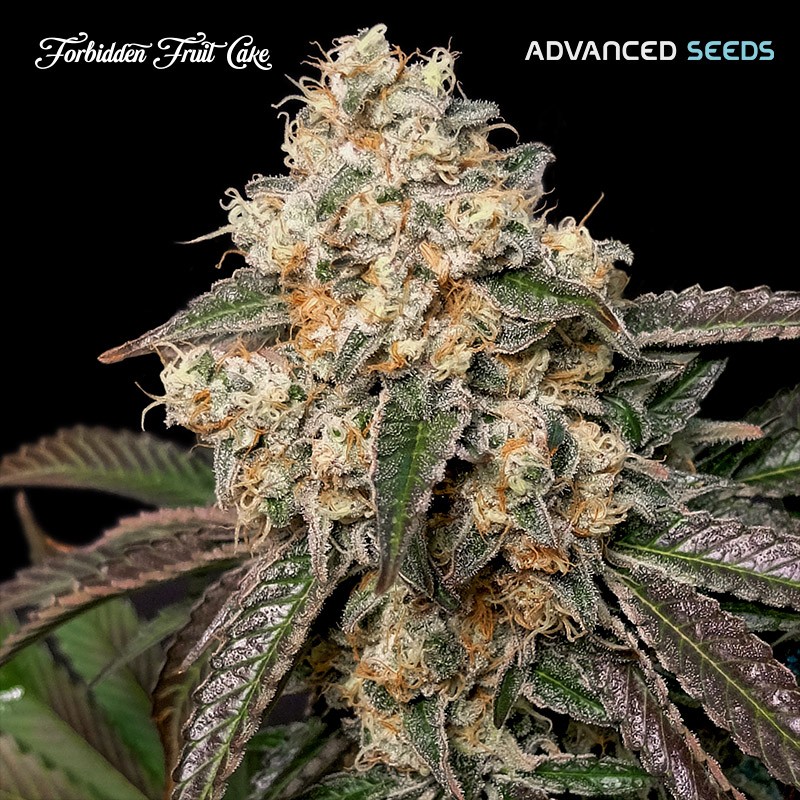 Forbidden Fruit Cake · Advanced Seeds · kenevir tohum - disi · Fem