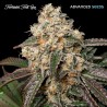 Forbidden Fruit Cake · Advanced Seeds · kenevir tohum - disi · Fem