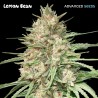 Lemon Bean · Advanced Seeds · kenevir tohum - disi · Fem
