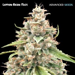Lemon Bean Fast · Advanced Seeds · kenevir tohum - disi · Fem