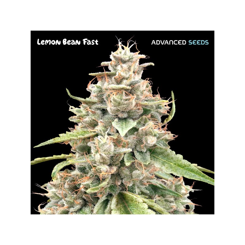 Lemon Bean Fast · Advanced Seeds · kenevir tohum - disi · Fem