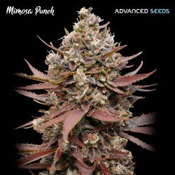Mimosa Punch · Advanced Seeds · cannabis seeds · Fem
