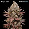 Mimosa Punch · Advanced Seeds · cannabis seeds · Fem