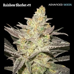 Rainbow Sherbet 11 · Advanced Seeds · cannabis seeds · Fem