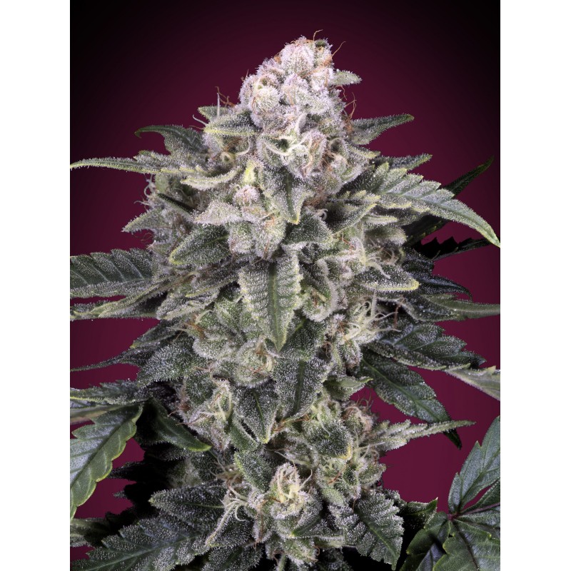 Slurricane · Advanced Seeds · kenevir tohum - disi · Fem