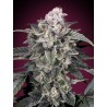 Slurricane · Advanced Seeds · kenevir tohum - disi · Fem