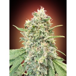 Strawberry Banana · Advanced Seeds · kenevir tohum - disi · Fem