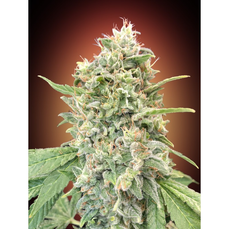Strawberry Banana · Advanced Seeds · cannabis seeds · Fem
